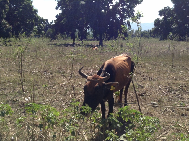 cow in haiti (640x478)